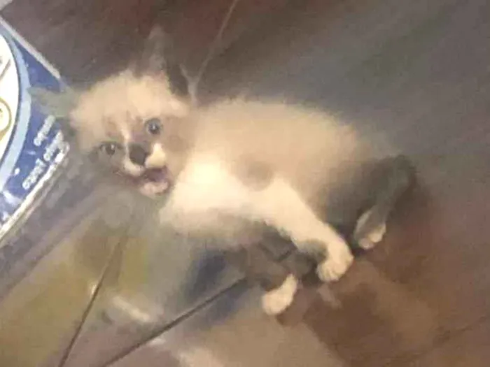 Gato ra a SRD-ViraLata idade 2 a 6 meses nome Mufasa 