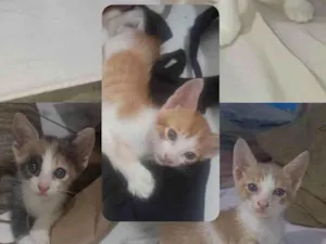 Gato raça SRD-ViraLata idade Abaixo de 2 meses nome Gatos para adoção responsável 