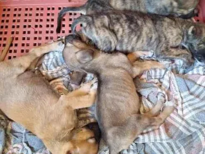 Cachorro raça SRD-ViraLata idade Abaixo de 2 meses nome Ainda não dei nome para  os filhotes, fica a critério do adotante 