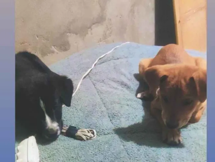 Cachorro ra a SRD-ViraLata idade 2 a 6 meses nome Guina