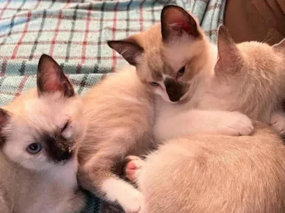 Gato raça SRD-ViraLata idade Abaixo de 2 meses nome gatinhos