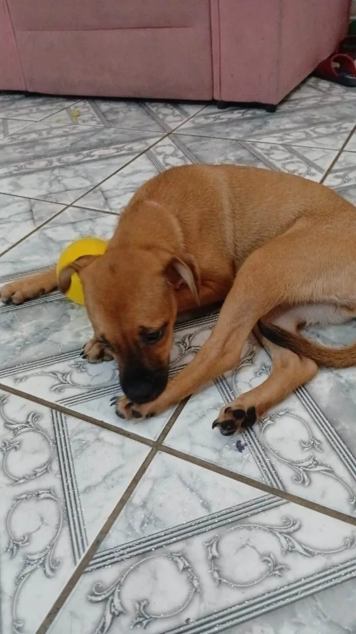Cachorro ra a SRD-ViraLata idade 2 a 6 meses nome MAURY 
