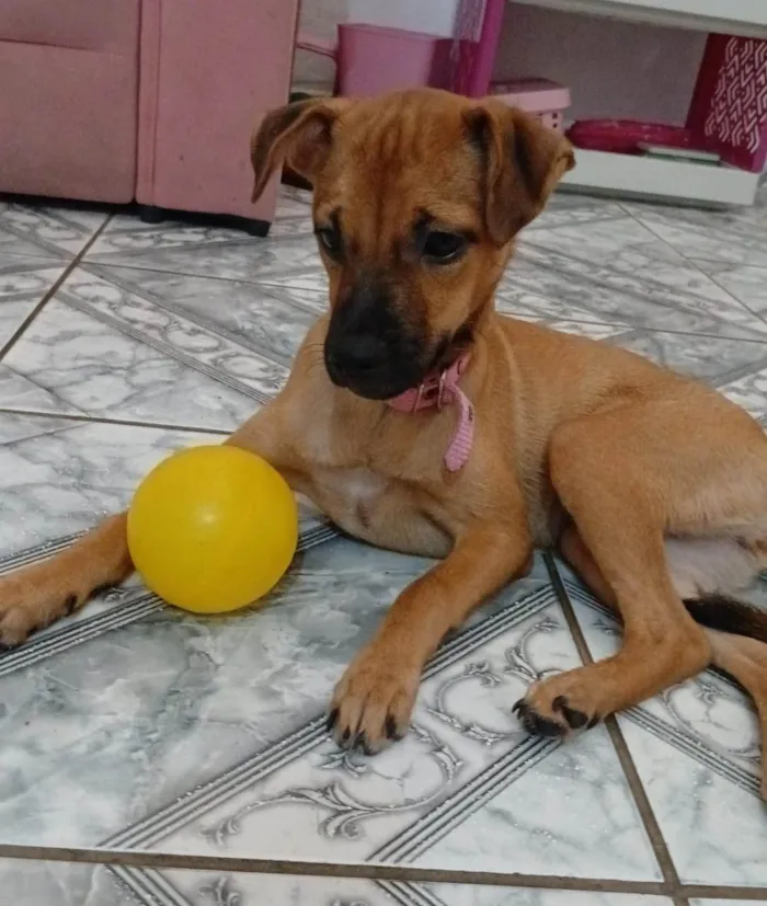 Cachorro ra a SRD-ViraLata idade 2 a 6 meses nome MAURY 
