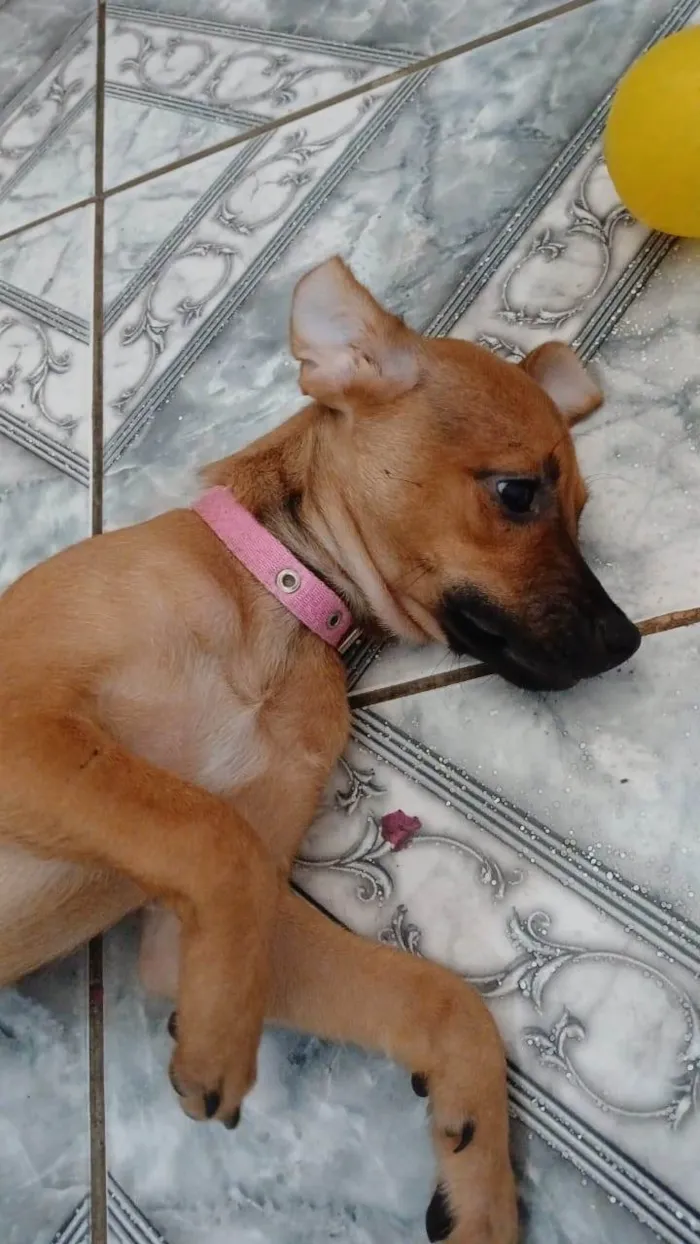 Cachorro ra a SRD-ViraLata idade 2 a 6 meses nome MAURY 