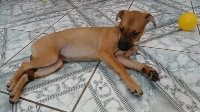Cachorro ra a SRD-ViraLata idade 2 a 6 meses nome MAURY 
