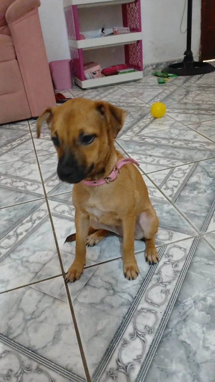 Cachorro ra a SRD-ViraLata idade 2 a 6 meses nome MAURY 