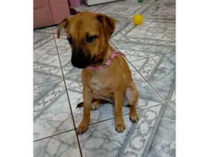 Cachorro raça SRD-ViraLata idade 2 a 6 meses nome MAURY 