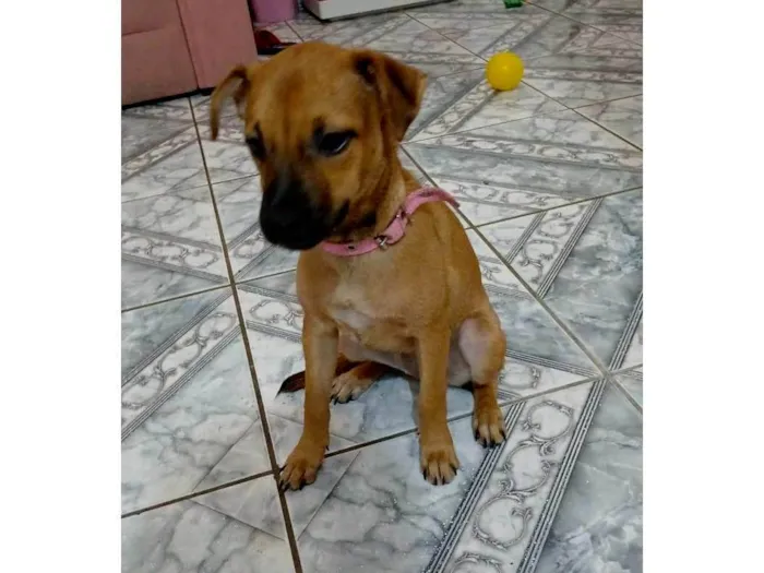 Cachorro ra a SRD-ViraLata idade 2 a 6 meses nome MAURY 