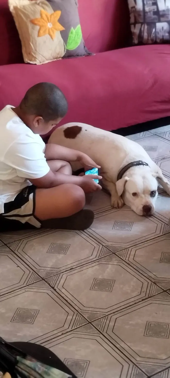 Cachorro ra a Pit-Bull idade 4 anos nome Kiara