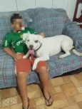 Cachorro ra a Pit-Bull idade 4 anos nome Kiara