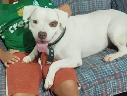 Cachorro raça Pit-Bull idade 4 anos nome Kiara