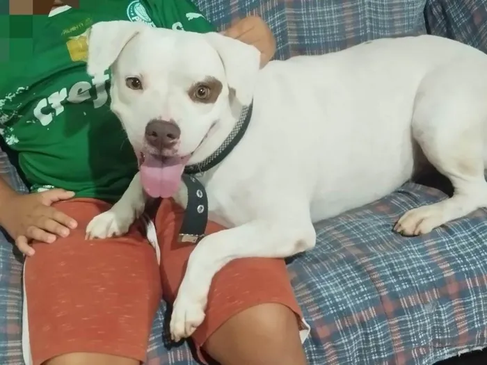 Cachorro ra a Pit-Bull idade 4 anos nome Kiara