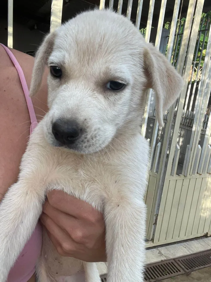 Cachorro ra a SRD-ViraLata idade 2 a 6 meses nome Meninas