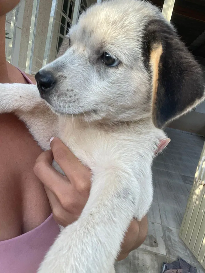 Cachorro ra a SRD-ViraLata idade 2 a 6 meses nome Meninas