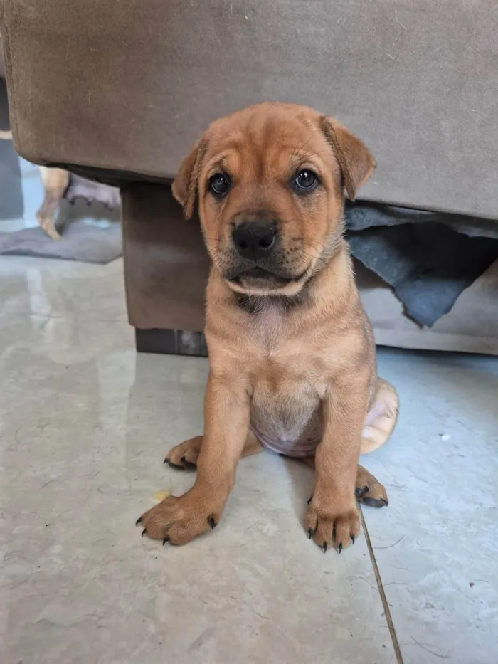 Cachorro ra a SRD-ViraLata idade Abaixo de 2 meses nome Sem nome 