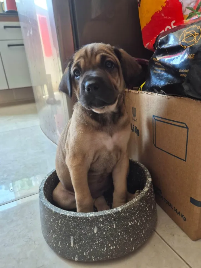 Cachorro ra a SRD-ViraLata idade Abaixo de 2 meses nome Sem nome