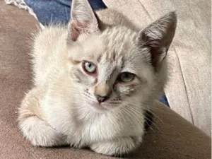 Gato raça SRD-ViraLata idade 2 a 6 meses nome Jade