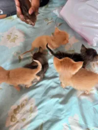 Gato ra a SRD-ViraLata idade Abaixo de 2 meses nome (Ainda nao tem nome)