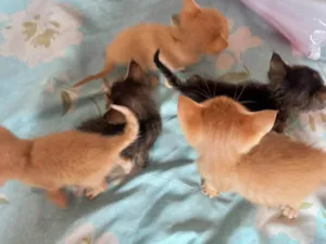 Gato raça SRD-ViraLata idade Abaixo de 2 meses nome (Ainda nao tem nome)