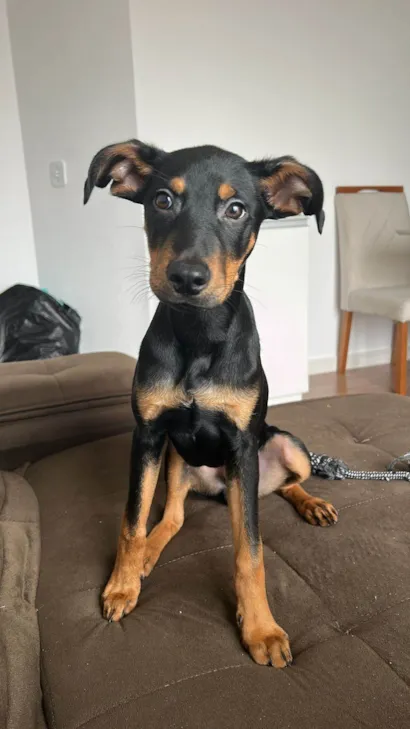 Cachorro ra a SRD-ViraLata idade 7 a 11 meses nome NEGO TRUFA