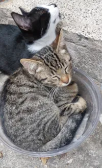 Gato ra a SRD-ViraLata idade 2 a 6 meses nome Lino