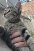 Gato ra a SRD-ViraLata idade 2 a 6 meses nome Lino