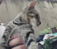 Gato ra a SRD-ViraLata idade 2 a 6 meses nome Lino