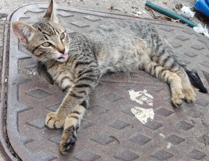 Gato ra a SRD-ViraLata idade 2 a 6 meses nome Lino