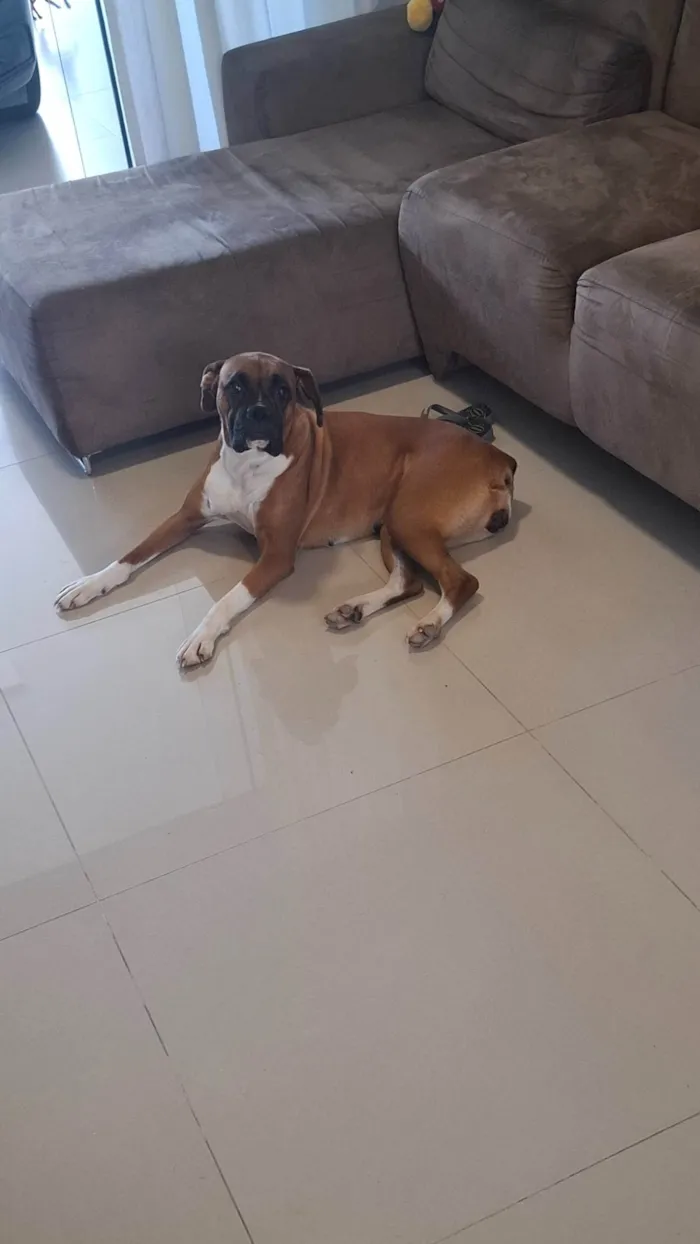 Cachorro raça Boxer idade 3 anos nome Gaia