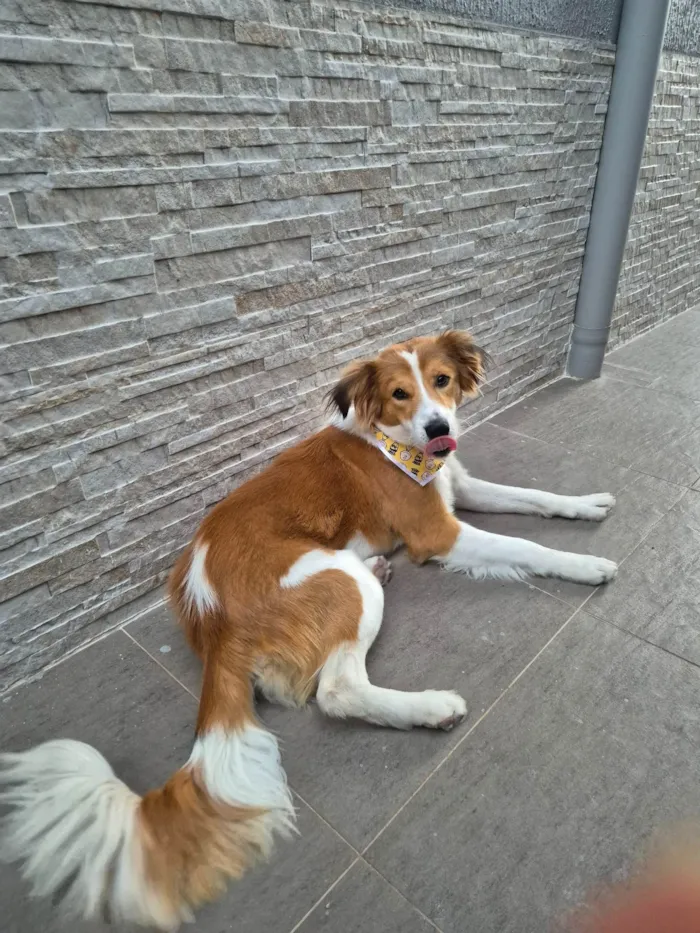 Cachorro ra a SRD-ViraLata idade 7 a 11 meses nome Bento