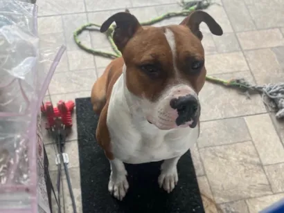 Cachorro raça Pit-Bull idade 1 ano nome Bradock