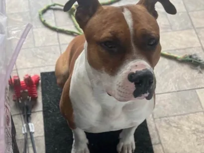 Cachorro ra a Pit-Bull idade 1 ano nome Bradock