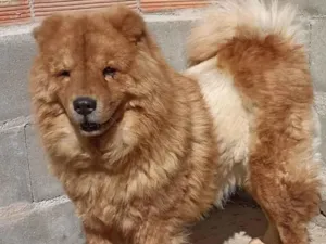 Cachorro raça Chow Chow idade 2 anos nome Rackel 