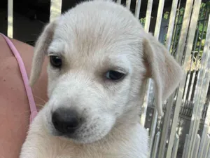 Cachorro ra a SRD-ViraLata idade 2 a 6 meses nome Meninas