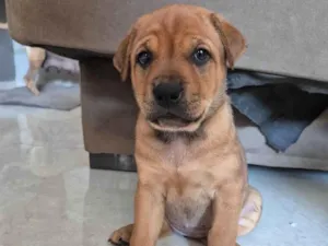 Cachorro raça SRD-ViraLata idade Abaixo de 2 meses nome Sem nome 