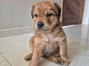 Cachorro raça SRD-ViraLata idade Abaixo de 2 meses nome Sem nome