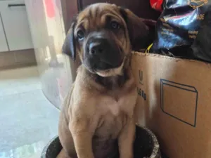 Cachorro raça SRD-ViraLata idade Abaixo de 2 meses nome Sem nome