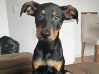Cachorro raça SRD-ViraLata idade 7 a 11 meses nome NEGO TRUFA