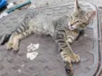 Gato ra a SRD-ViraLata idade 2 a 6 meses nome Lino