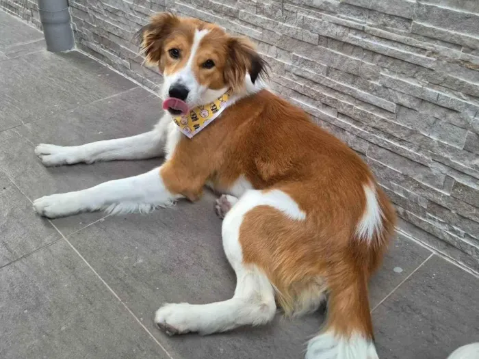 Cachorro ra a SRD-ViraLata idade 7 a 11 meses nome Bento