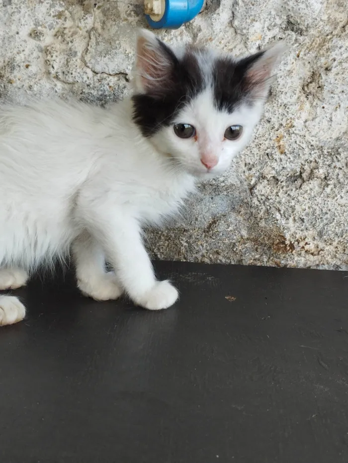 Gato ra a SRD-ViraLata idade 2 a 6 meses nome Quatro filhotinhos