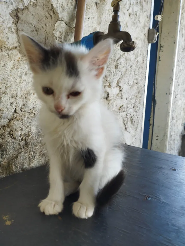 Gato ra a SRD-ViraLata idade 2 a 6 meses nome Quatro filhotinhos