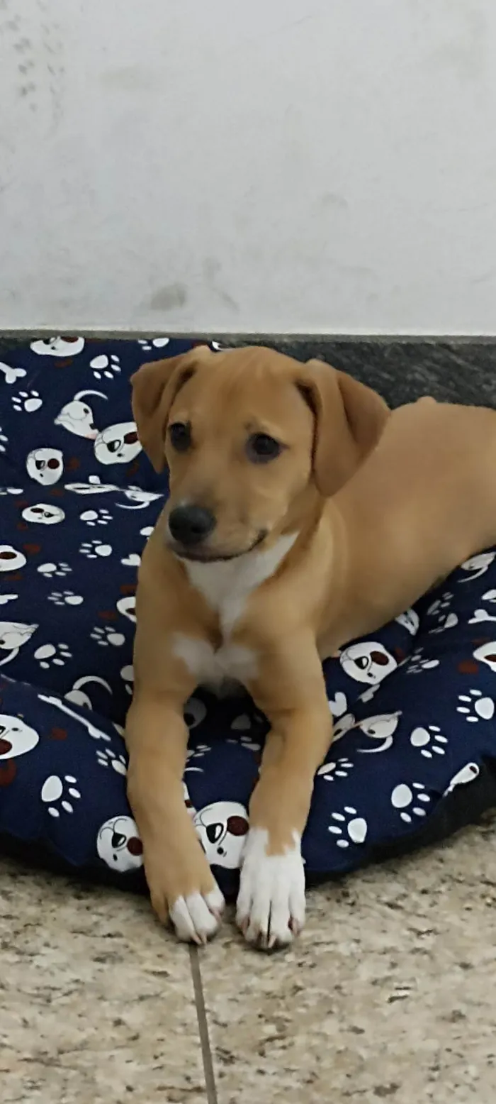 Cachorro ra a SRD-ViraLata idade 7 a 11 meses nome  Larisse Cristina dos Santos Teixeira