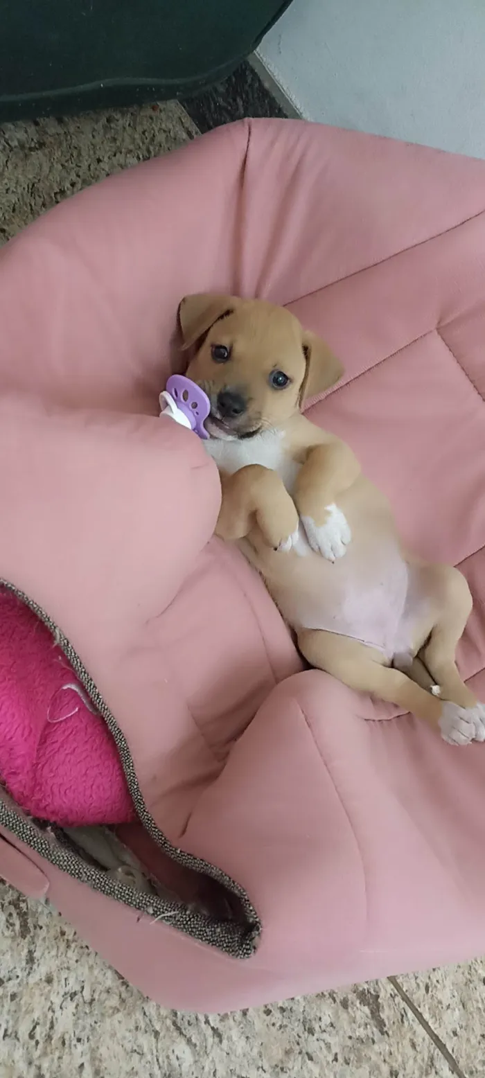 Cachorro ra a SRD-ViraLata idade 7 a 11 meses nome  Larisse Cristina dos Santos Teixeira