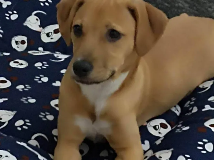 Cachorro ra a SRD-ViraLata idade 7 a 11 meses nome  Larisse Cristina dos Santos Teixeira