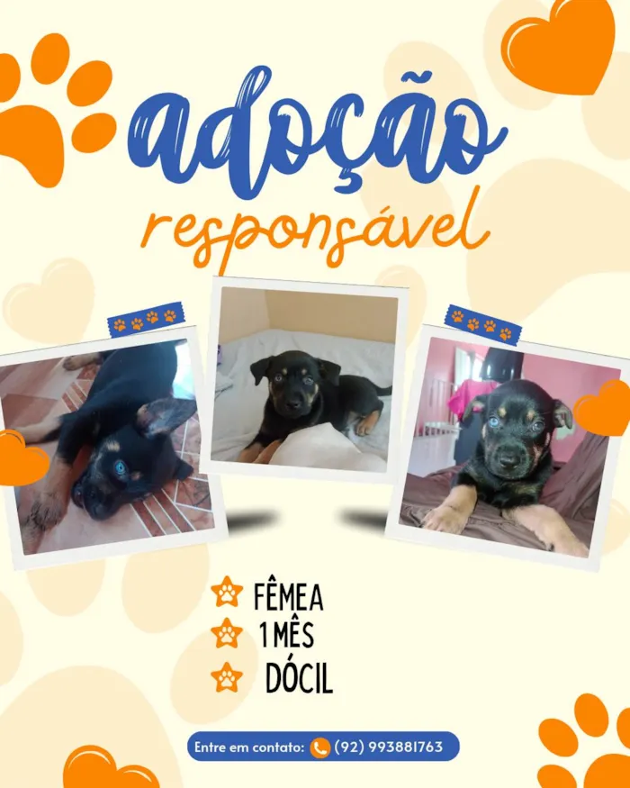 Cachorro ra a SRD-ViraLata idade Abaixo de 2 meses nome Vc pode escolher 