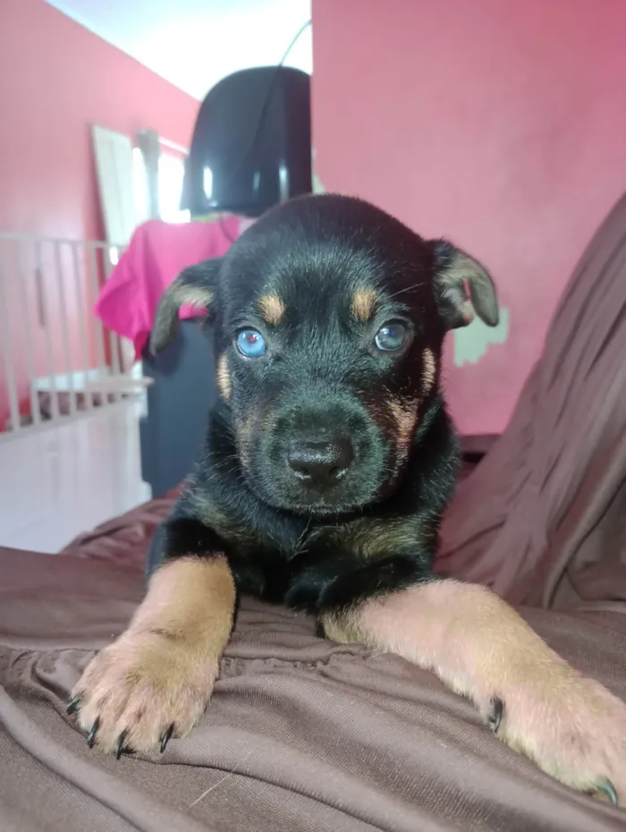 Cachorro ra a SRD-ViraLata idade Abaixo de 2 meses nome Vc pode escolher 