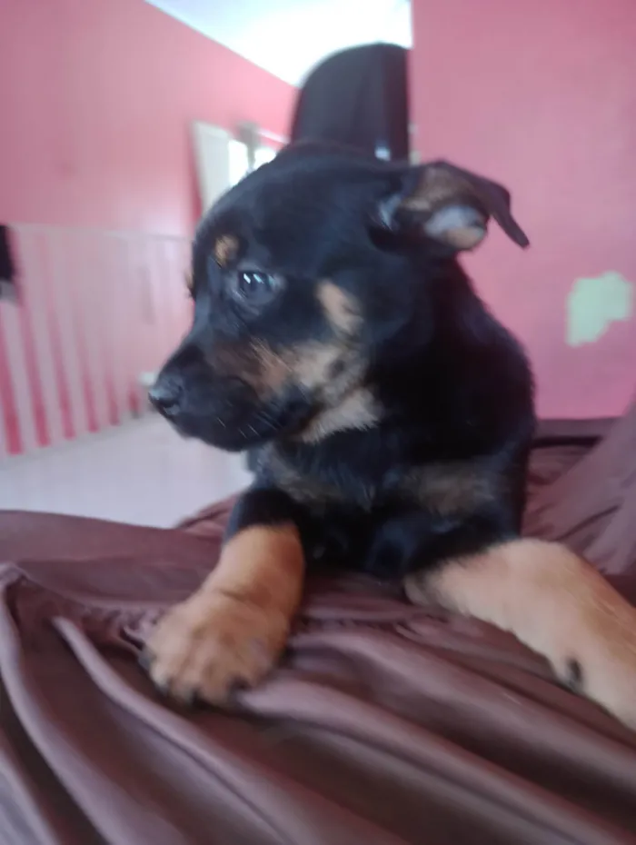 Cachorro ra a SRD-ViraLata idade Abaixo de 2 meses nome Vc pode escolher 