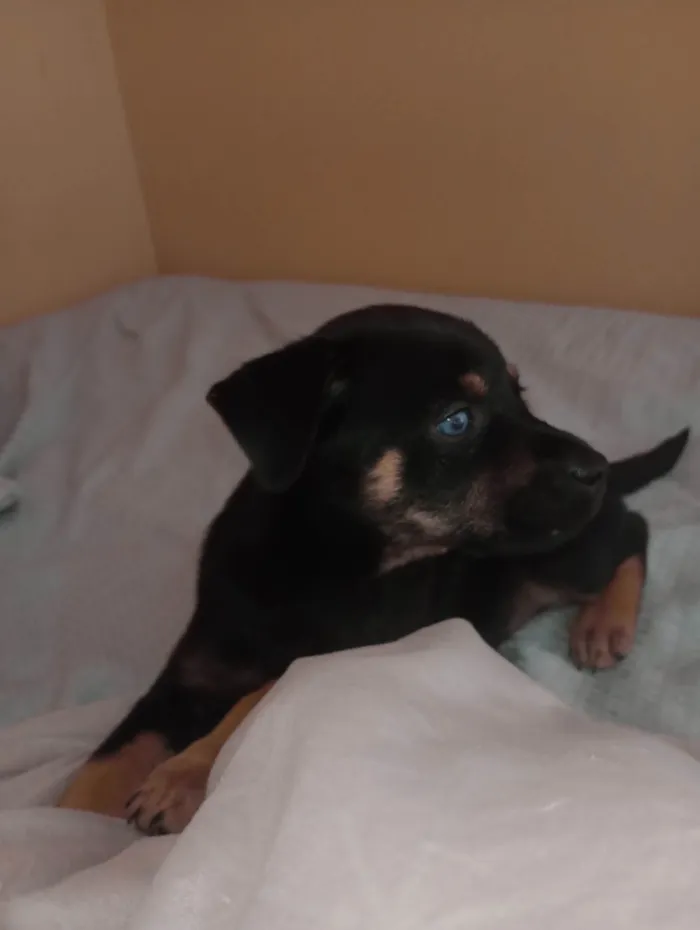 Cachorro ra a SRD-ViraLata idade Abaixo de 2 meses nome Vc pode escolher 