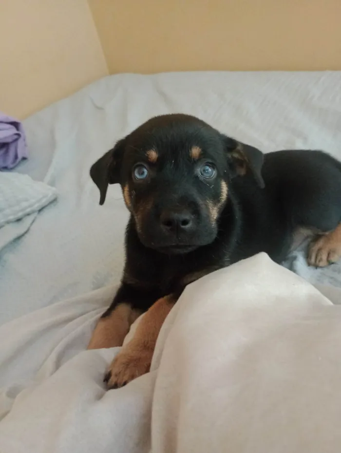 Cachorro ra a SRD-ViraLata idade Abaixo de 2 meses nome Vc pode escolher 